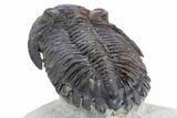 Detailed Hollardops Trilobite - Ofaten, Morocco #347764-4